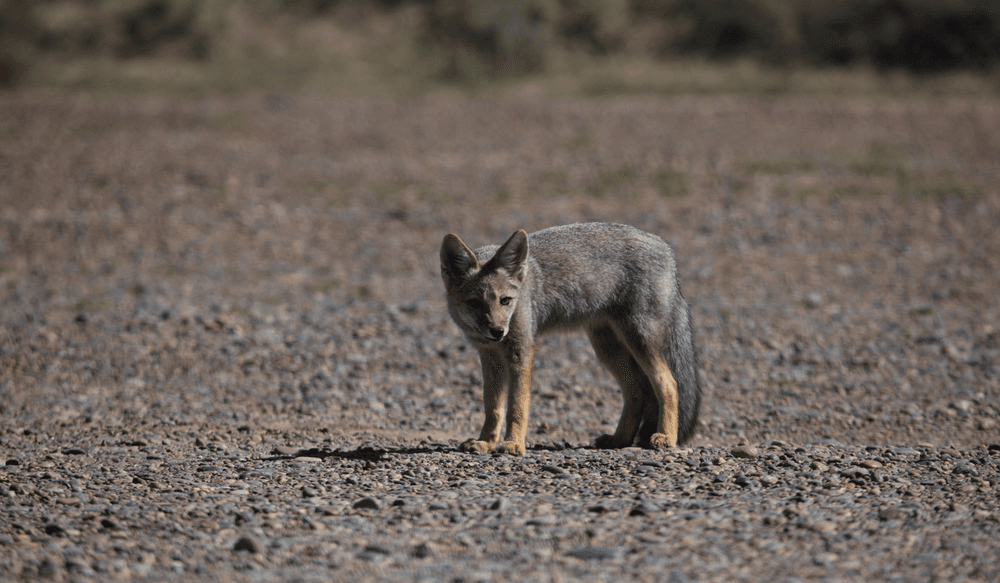 Argentinian fox