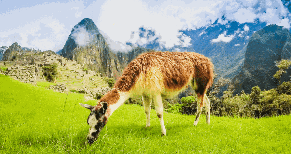 Lama vor Machu Picchu.