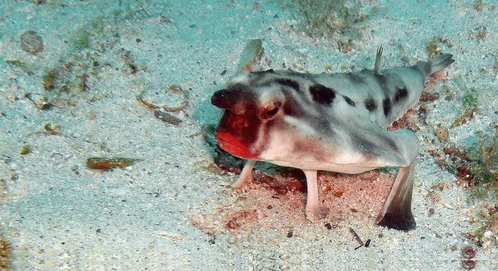 Red-lipped Batfish