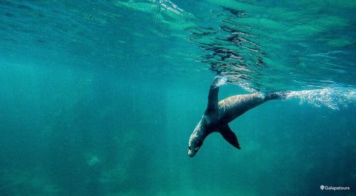 Galapagos Sea Lion