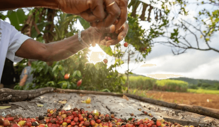 coffee harvest