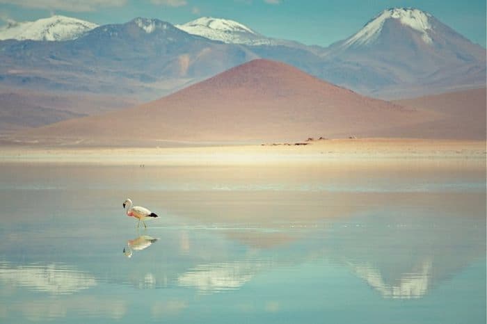Flamand rose, Bolivie, copyright Christian Grewe