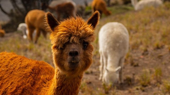 Alpaka in Ecuador.
