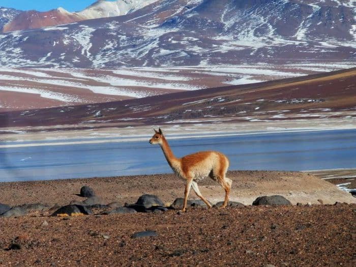 Uyuni, Alpaca, Vicuna