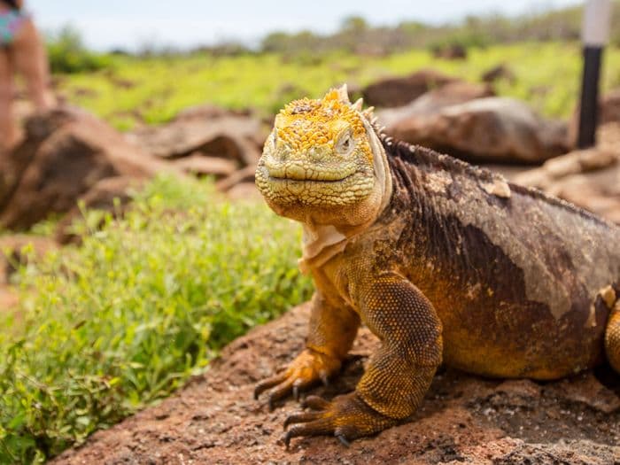 ecuador galapagos iguana vivideo 917 - A giant Iguana on the Galapagos Islands, Ecuador