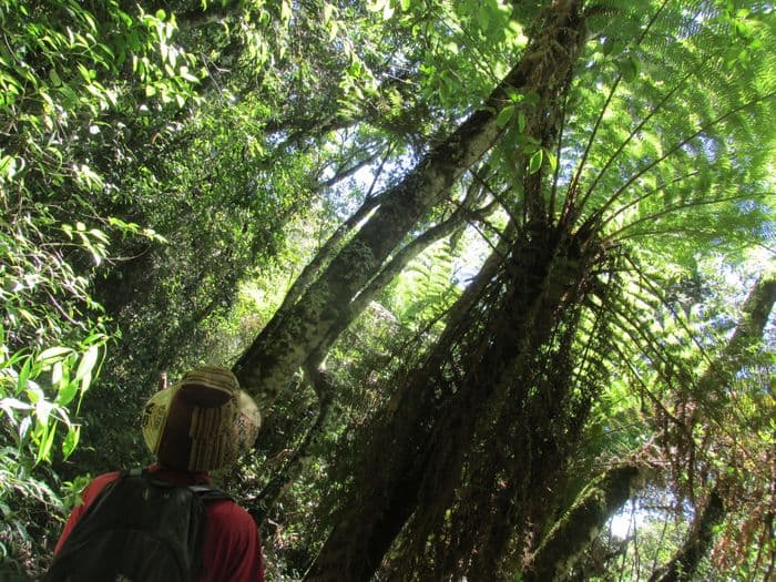 Farnwald, Amboro Nationalpark