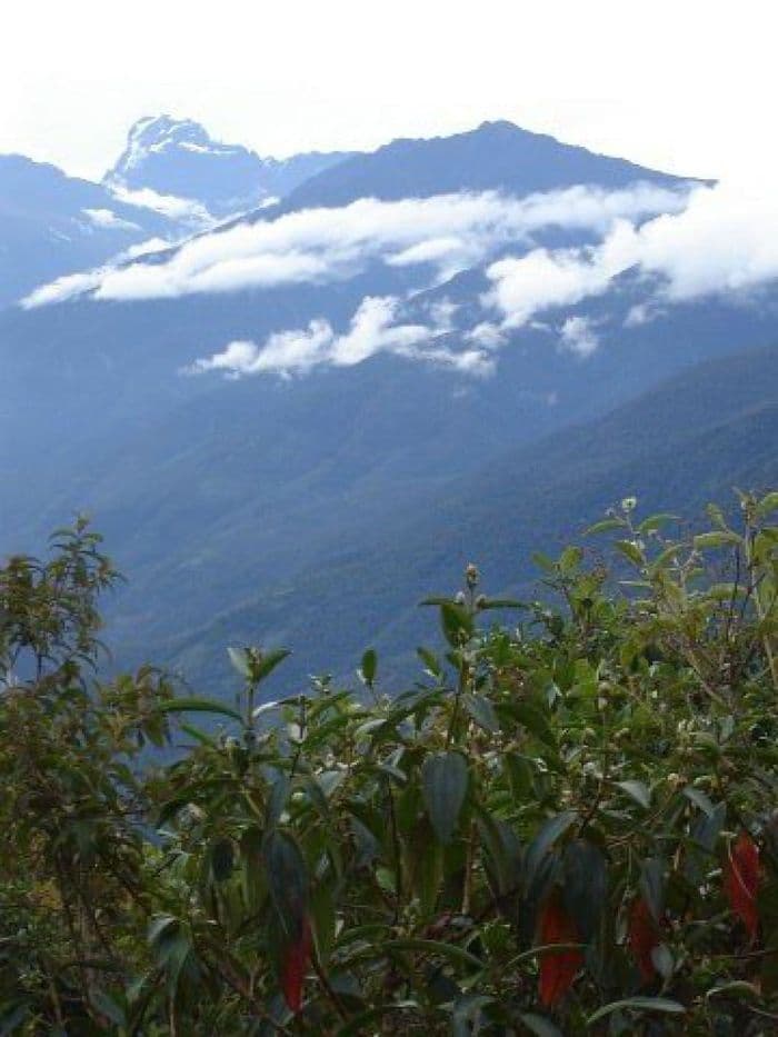 Bergnebelwald der Yungas bei Coroico