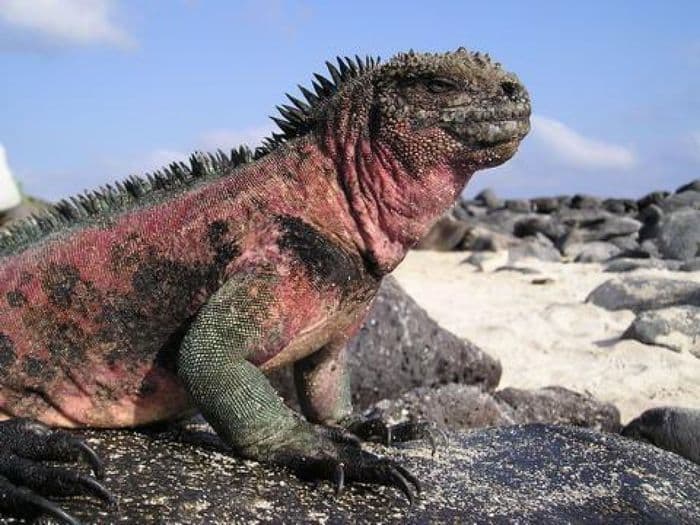 Meerechse auf Galapagos