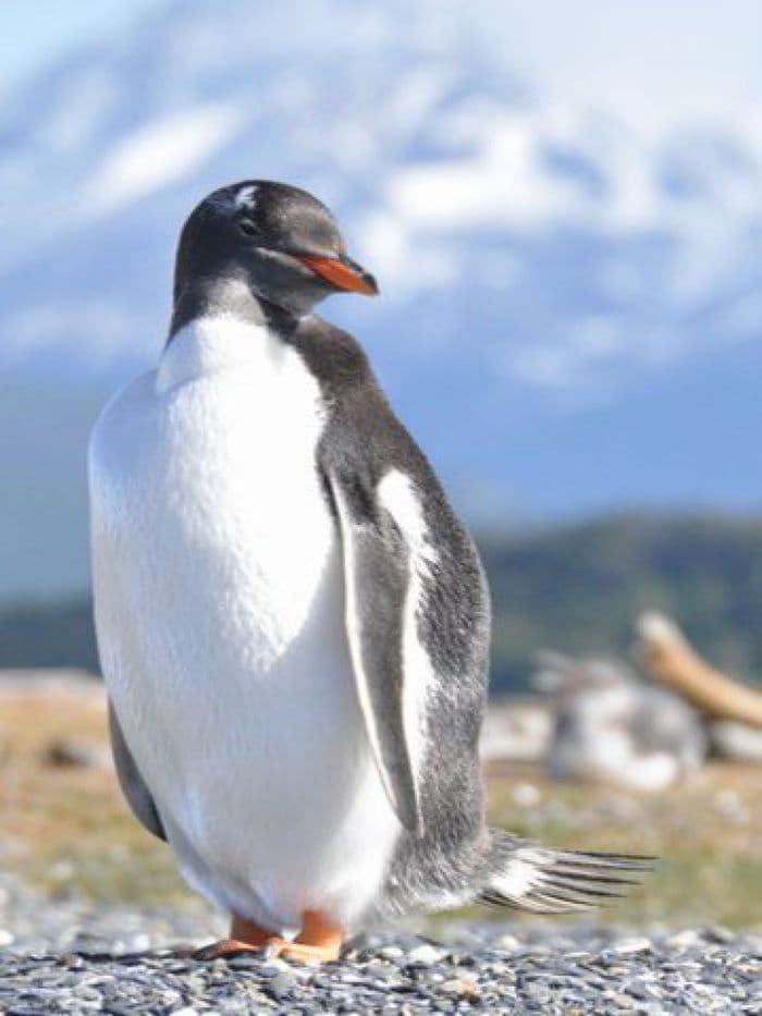 Ein Papúa Pinguin auf der Isla Martillo im Beagle-