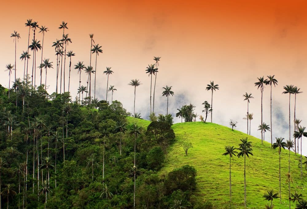 Valle de Cocora