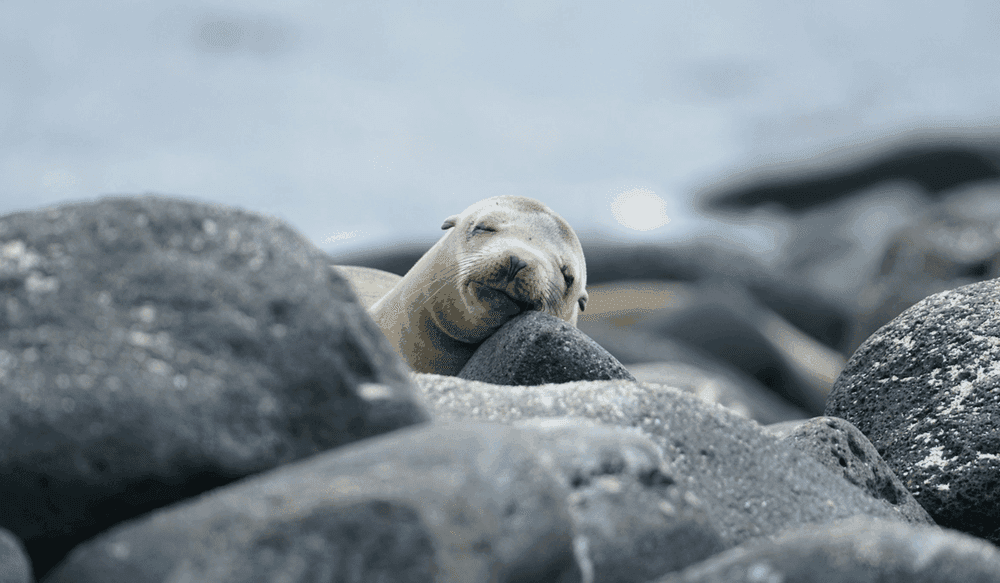 La faune exceptionnelle des îles Galápagos (3)