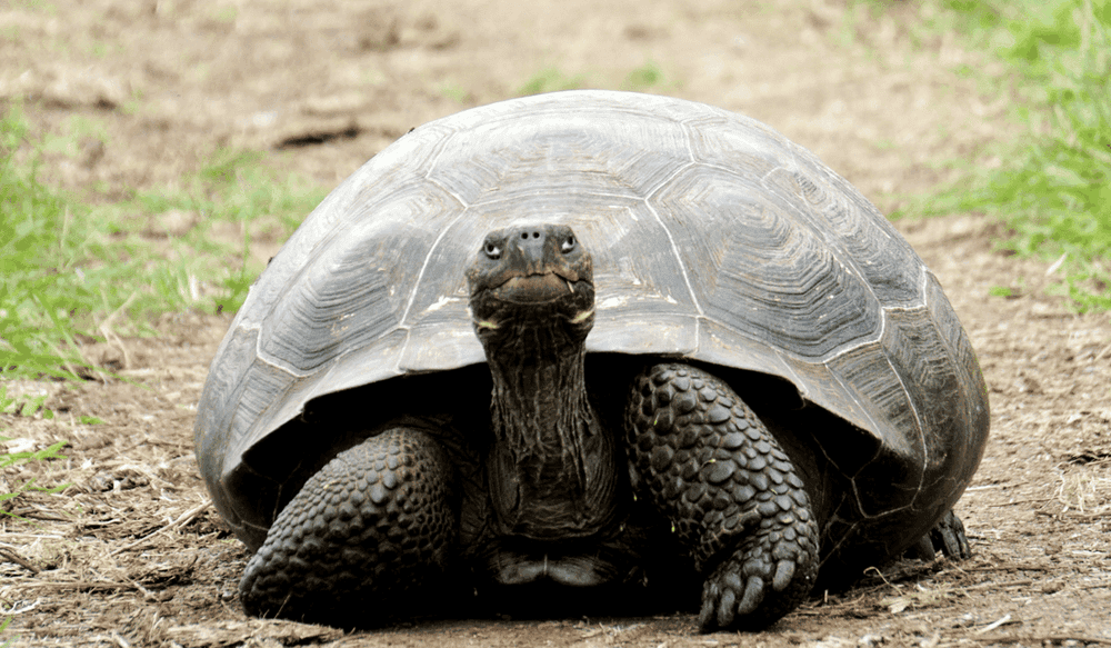 La faune exceptionnelle des îles Galápagos (5)