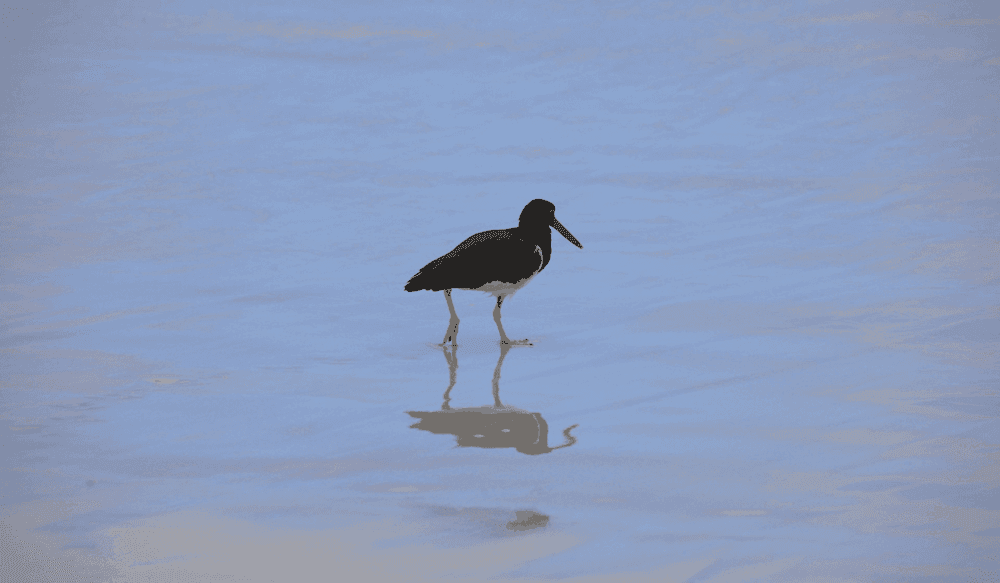 La faune exceptionnelle des îles Galápagos_