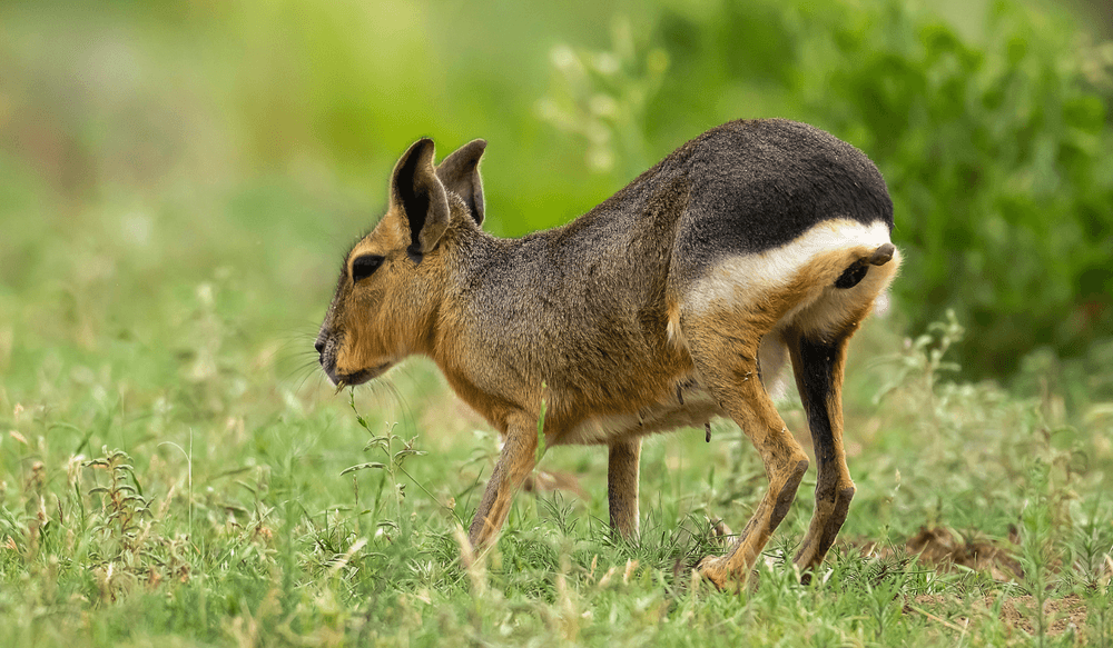 Patagonian mara_Großer Pampashase