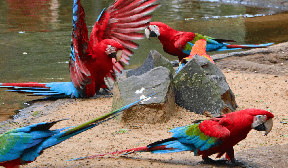 VIV 03.25 travel report Iguazu Parque des Aves