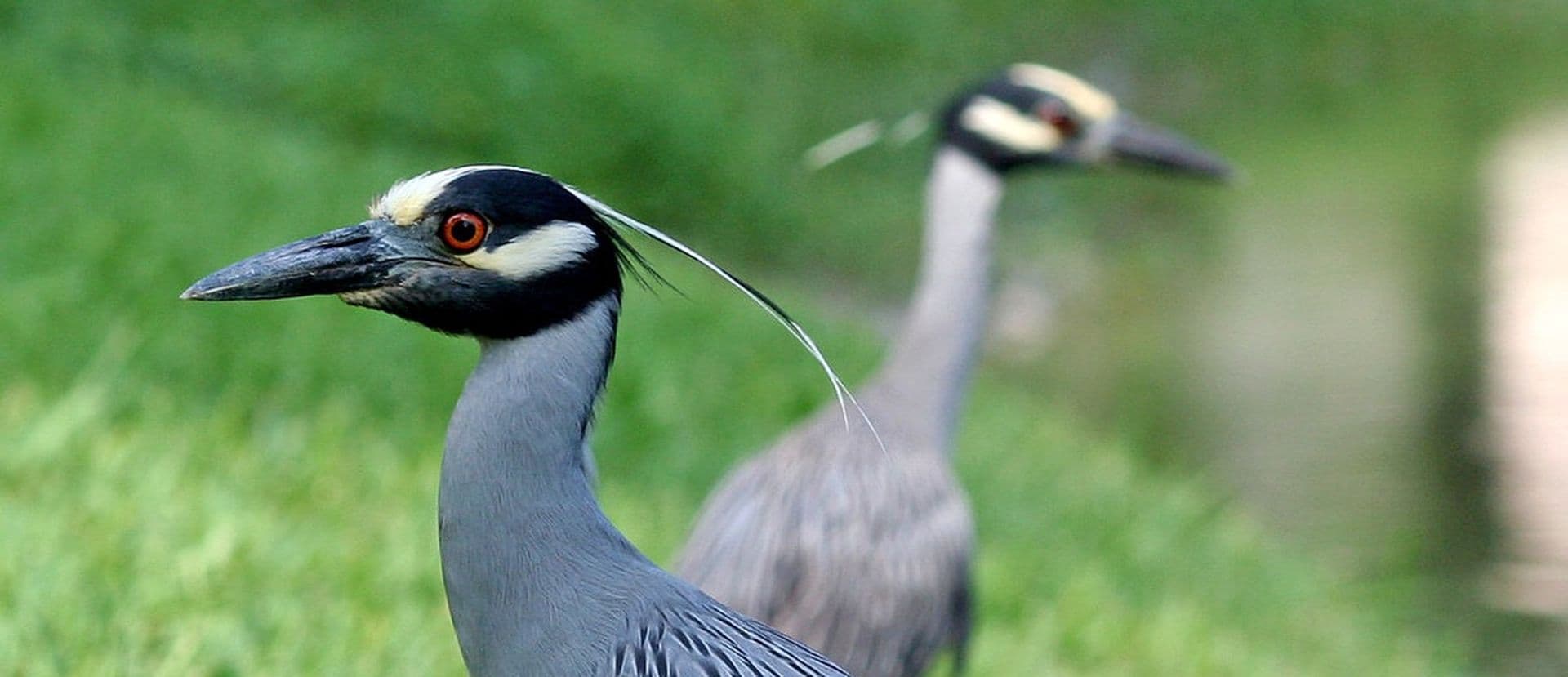 Yellow-crowned Night Heron