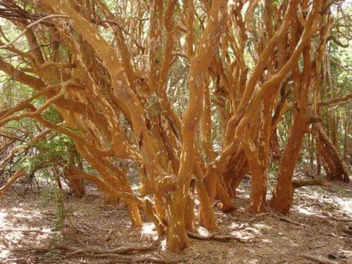 Los Arrayanes, der sog. Myrtenwald