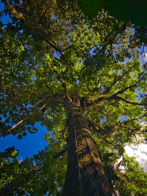 Image without description