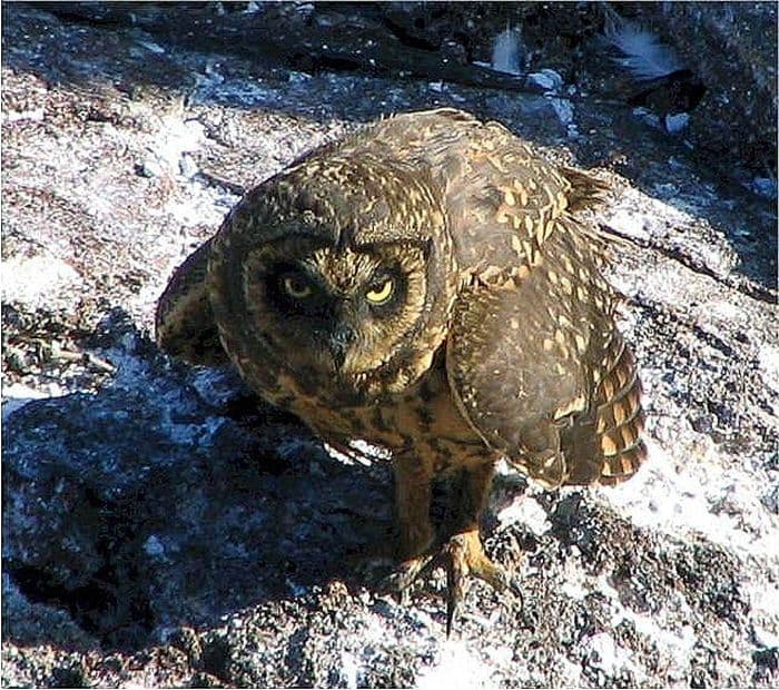 Galapagos Short-eared Owl