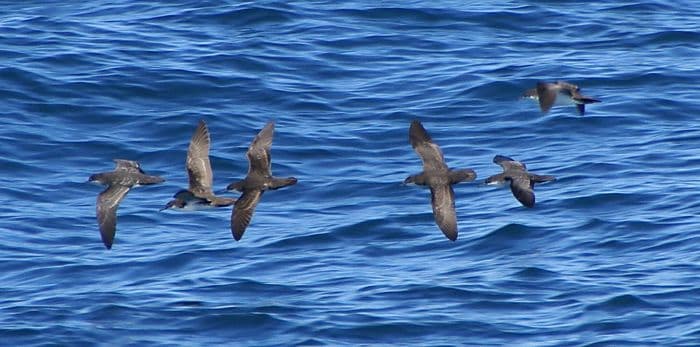 Galapagos Shearwater
