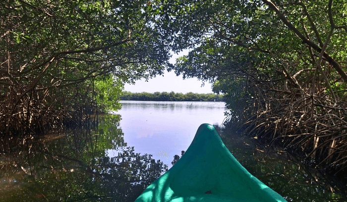 VSF biodiversity, mangroves La Boquilla