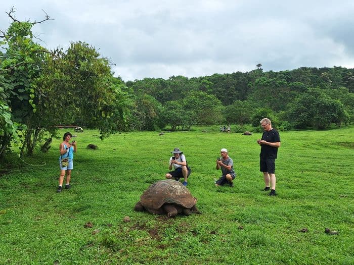 Schildkroeten von Galapagos